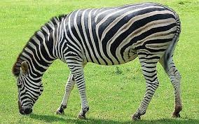 De ce zebră atât de multe trupe, cronoton