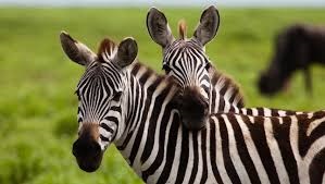 Miért zebra annyi zenekar, chronoton