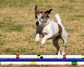 Clase cu Jeff Russell Terrier