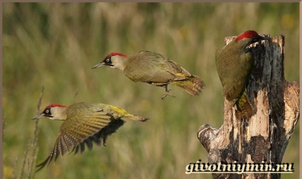 Pasăre verde pasăre