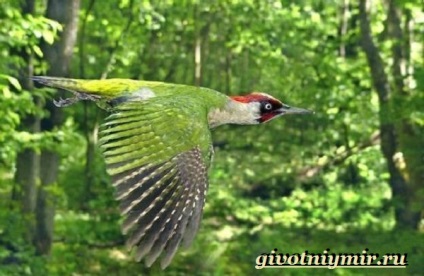 Pasăre verde pasăre
