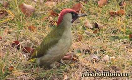 Pasăre verde pasăre