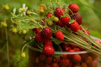 Căpșuni pădure proprietăți utile de fructe de padure și frunze de căpșuni sălbatice