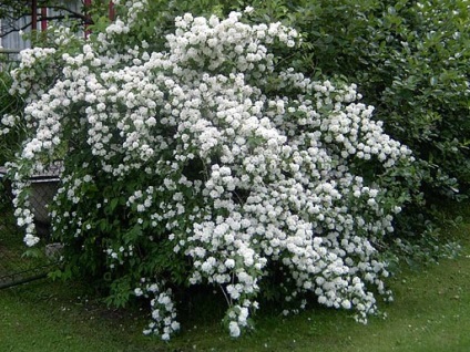Jasmine - arbust cu aroma de miere în grădină