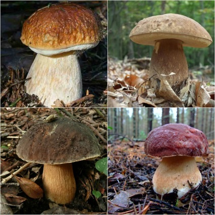 Gall ciupercă fotografie și descriere