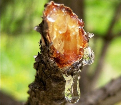Zhivitsa proprietăți de pin medicinale de forța de viață dăunătoare a pădurii