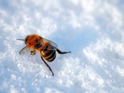 Albinele sălbatice la voia de zăpadă, fără izolație