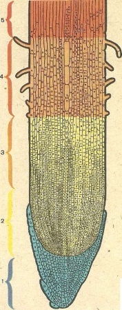 A gyökér zónái (területek)