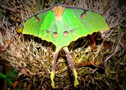 10 insecte uimitor de frumoase