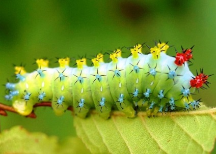 10 Csodálatosan szép rovarok