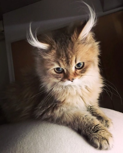 10 Cele mai frumoase pisici de pe pământ
