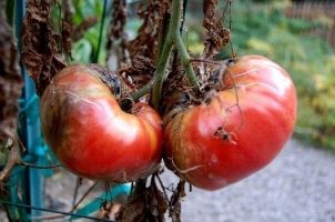 6 Principalele greșeli în cultivarea roșiilor