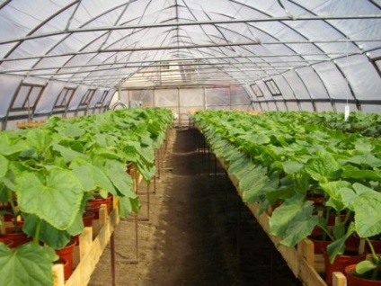 Afaceri agrare - cultivarea și realizarea măduvei de legume