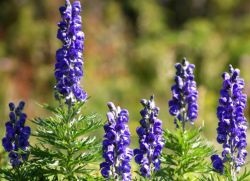 Aconite - homeopatie