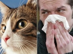 Alergie la pisici