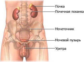 Androlog (urologist androlog)