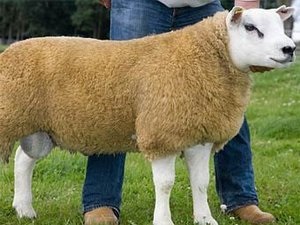 Englezii au scos oile pe care nu trebuie să le tăiați! știri