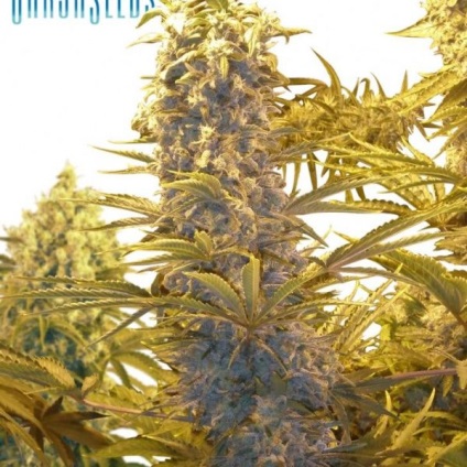 Auto ak 47 fem