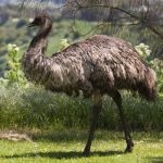 Australian păsări struț emu în cazul în care trăiește, cum arată, fapte interesante