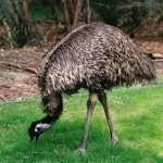 Australian păsări struț emu în cazul în care trăiește, cum arată, fapte interesante