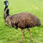 Australian pasăre emu struț în cazul în care trăiește, ceea ce pare, fapte interesante
