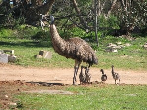 Australian păsări struț emu în cazul în care trăiește, cum arată, fapte interesante