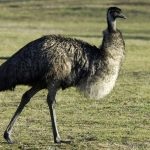 Australian păsări struț emu în cazul în care trăiește, cum arată, fapte interesante