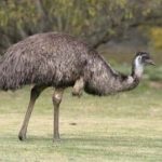 Australian păsări struț emu în cazul în care trăiește, cum arată, fapte interesante