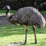 Australian păsări struț emu în cazul în care trăiește, cum arată, fapte interesante