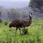 Australian păsări struț emu în cazul în care trăiește, cum arată, fapte interesante