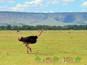 Australian păsări struț emu în cazul în care trăiește, cum arată, fapte interesante