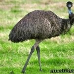 Ausztrál madár strucc emu hol él, mi úgy néz ki, érdekes tények