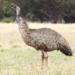 Australian păsări struț emu în cazul în care trăiește, cum arată, fapte interesante