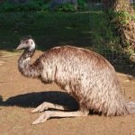 Australian păsări struț emu în cazul în care trăiește, cum arată, fapte interesante