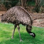 Ausztrál madár strucc emu hol él, mi úgy néz ki, érdekes tények