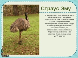 Australian păsări struț emu în cazul în care trăiește, cum arată, fapte interesante