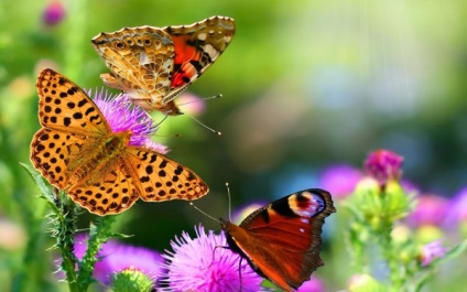 Fluture fluture este un model universal de inversare