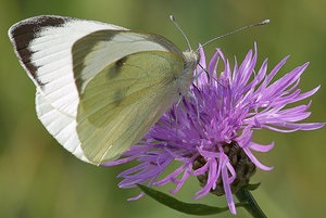 Butterfly káposzta (whitetail) kártevők elleni szabályokat