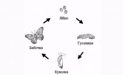 Regula de control al dăunătorilor pentru varza fluture (whitetail)