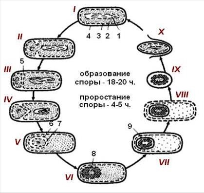Bacteriile care formează o capsulă