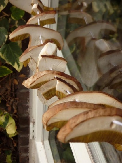 Ciuperci albe cum să le usuce în moduri diferite