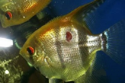 Boli ale peștilor de acvariu - tratamentul simptomelor de fotografie video, pești de acvariu