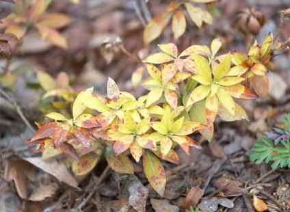 A rododendronok betegségei és kártevői elmentek a kertbe!