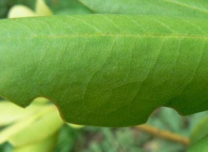 A rododendronok betegségei és kártevői elmentek a kertbe!