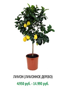 Vase mari și oale în Moscova - cumpara oale mari și plante de oală ieftine, magazin on-line