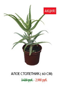 Vase mari și oale în Moscova - cumpara oale mari și plante de oală ieftine, magazin on-line