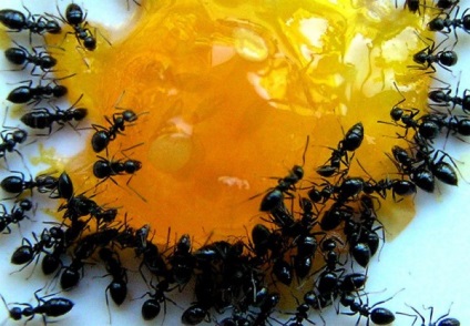 Борба с мравките в описанието на къща народната медицина методи