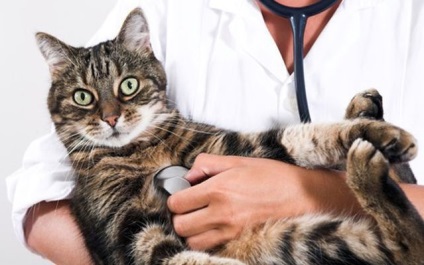 Boala frecventă a pisicilor - principalele caracteristici