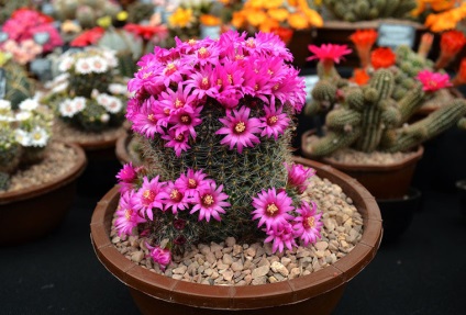 Chelsea Flower show 2014