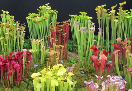 Chelsea Flower show 2014